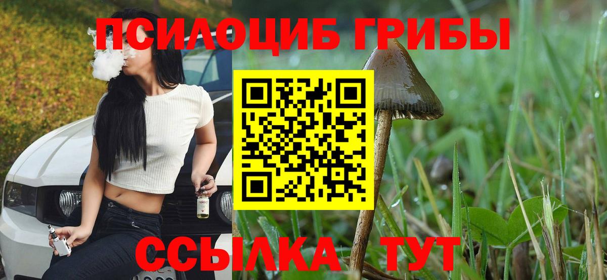 Псилоцибиновые грибы Cubensis Старая Купавна